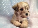 Schnoodle Female Puppy for sale 2012 Breeder Ready August